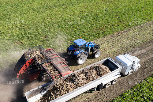 Sugar Beet Harvest 255045
