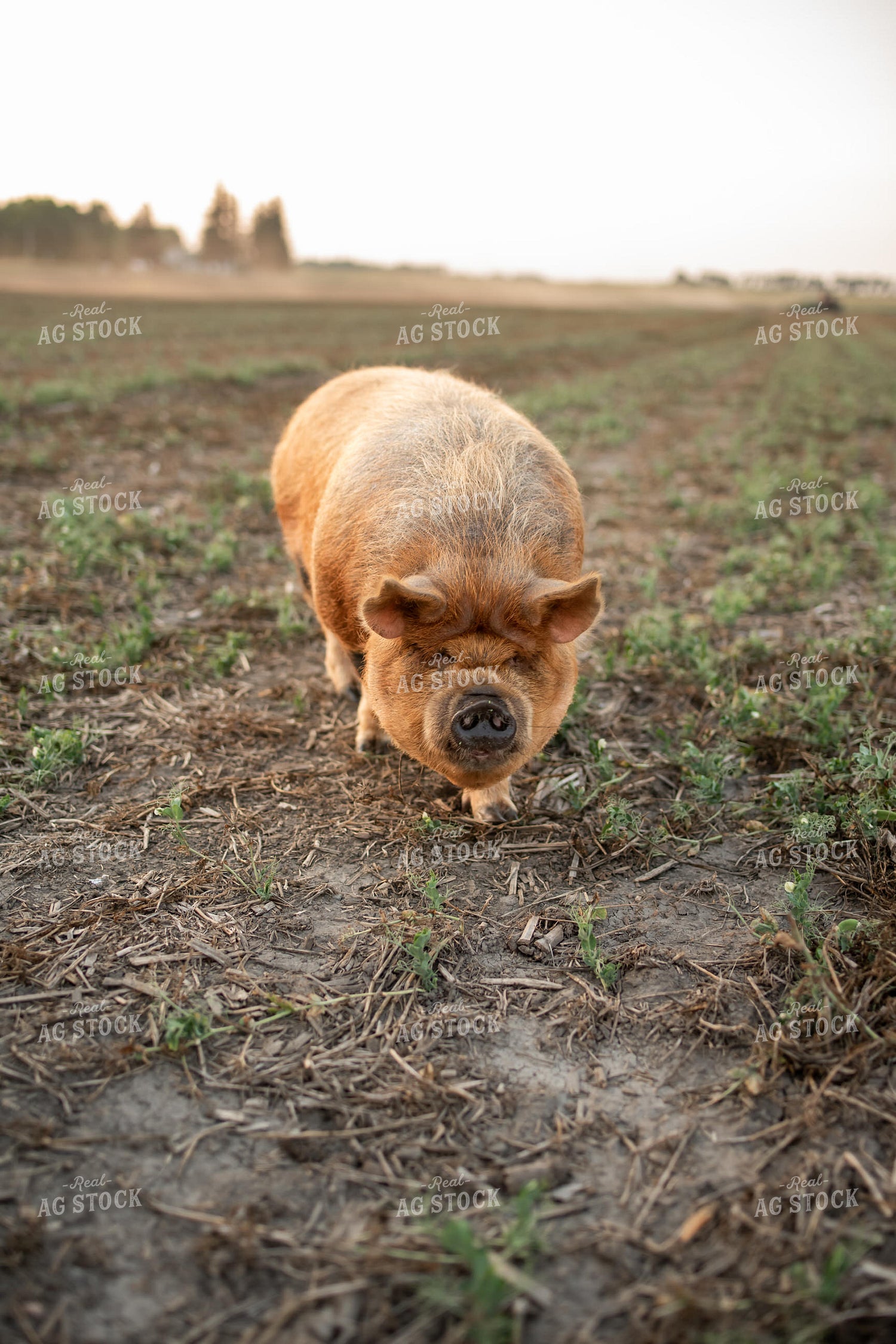 Pig Eating Cover Crops 76416