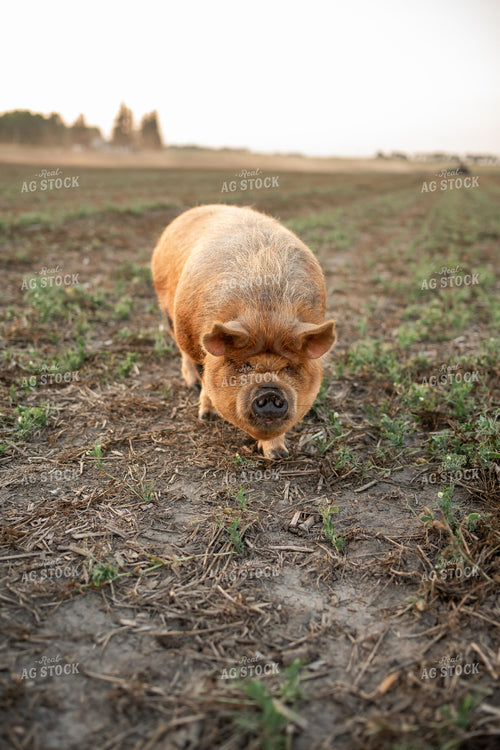 Pig Eating Cover Crops 76416