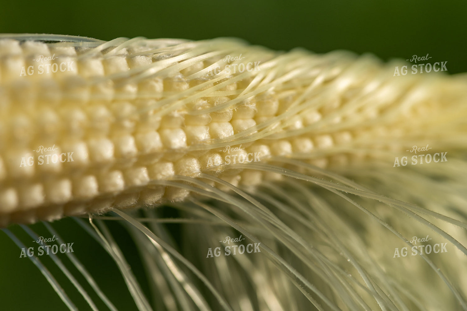 Ear of Corn 76252