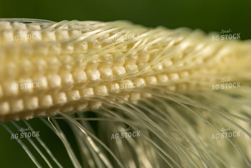 Ear of Corn 76252