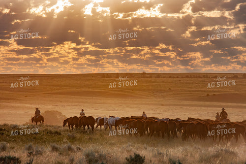 Herding Horses 188002