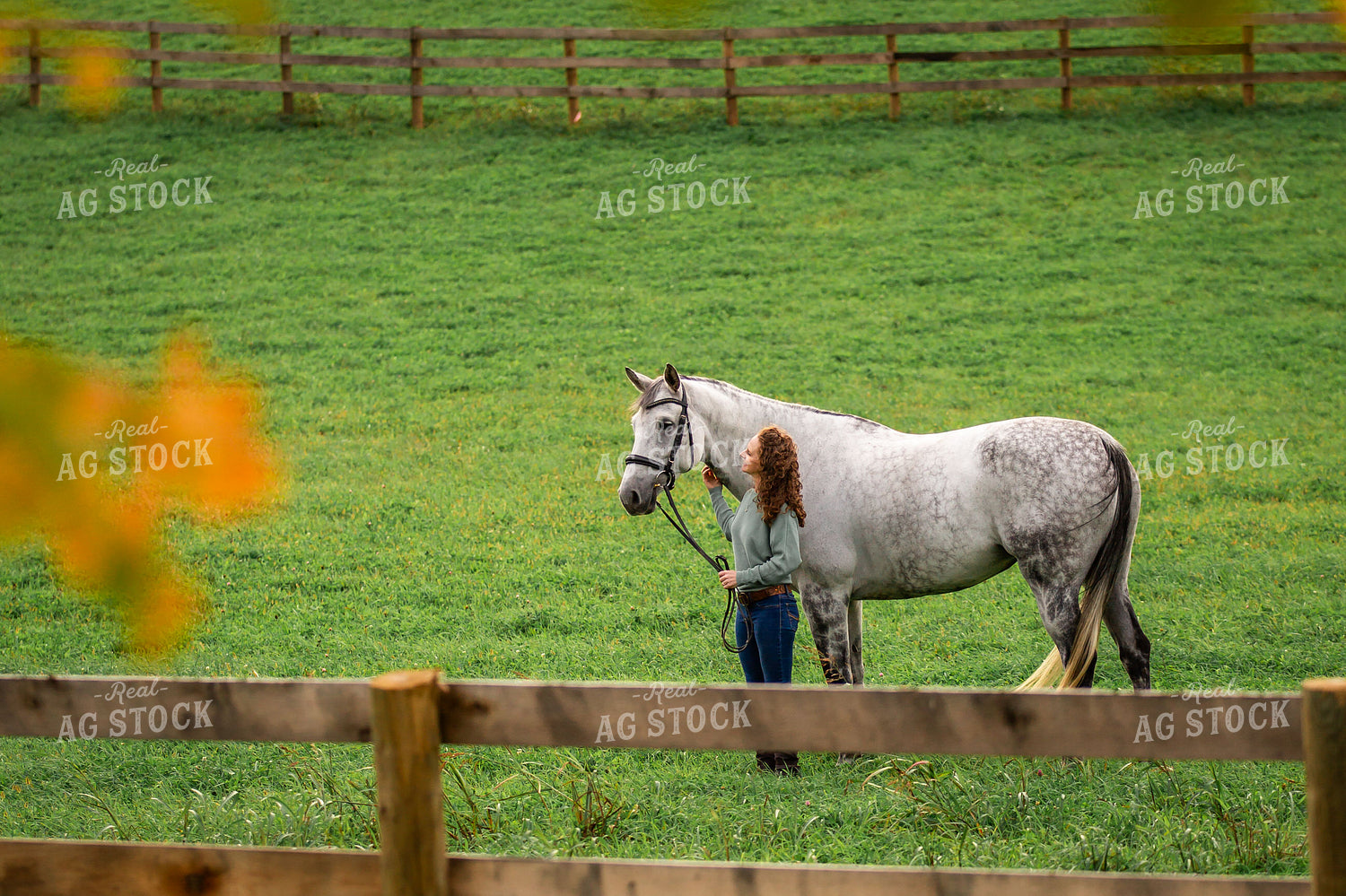 Female Equestrian with Horses 270398