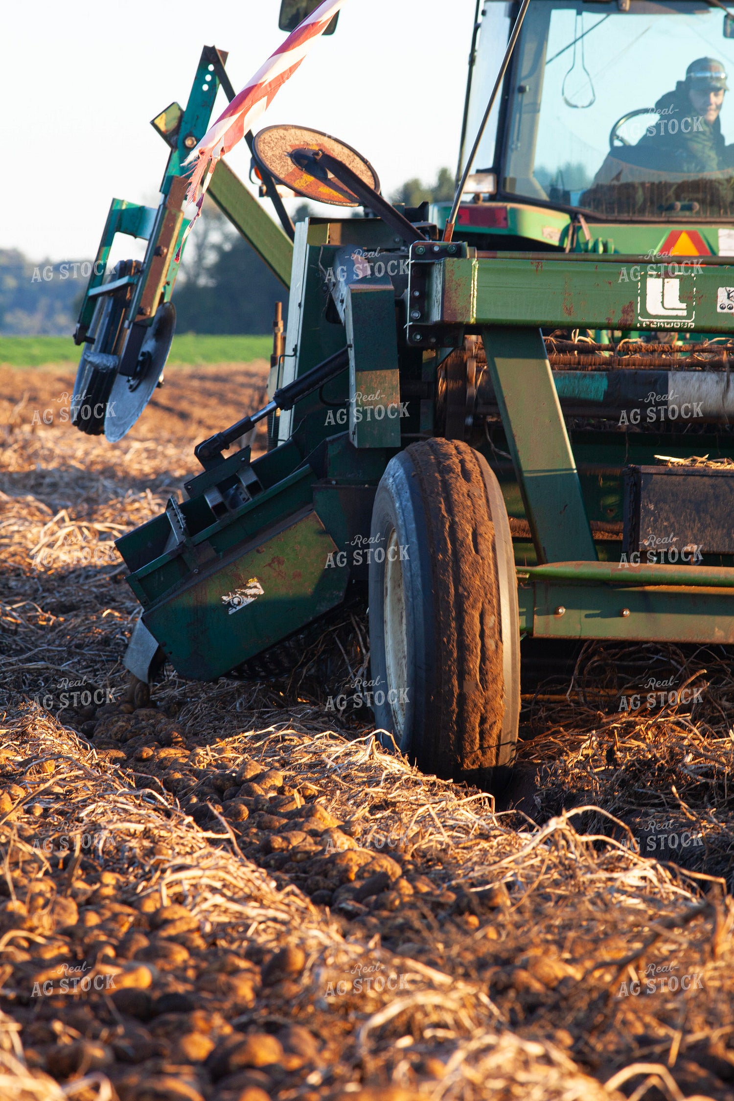 Potato Harvest 132183