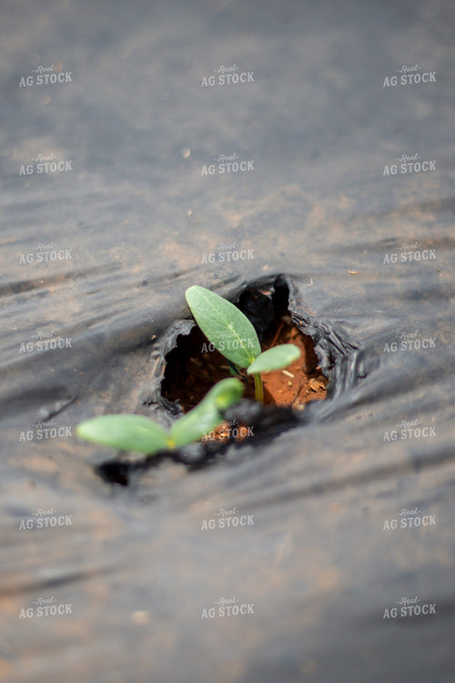 Early Growth Zucchini 208026