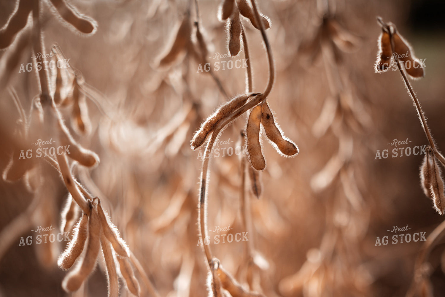 Dried Soybeans in Field 137106
