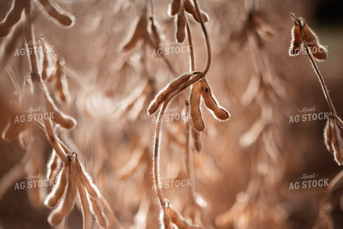 Dried Soybeans in Field 137106