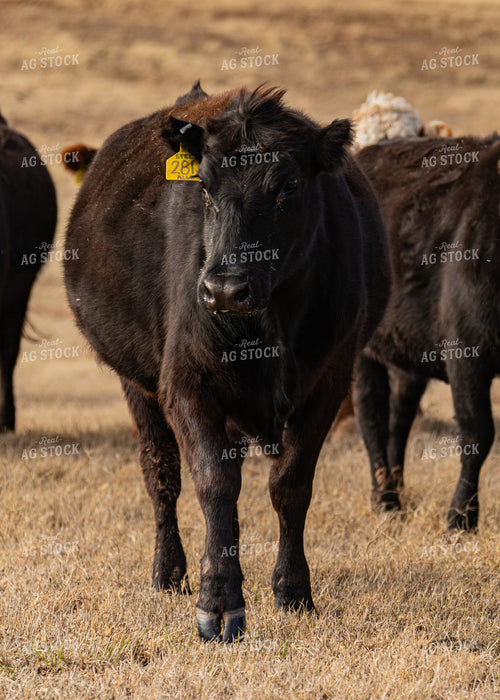 Black Angus Cattle 231045