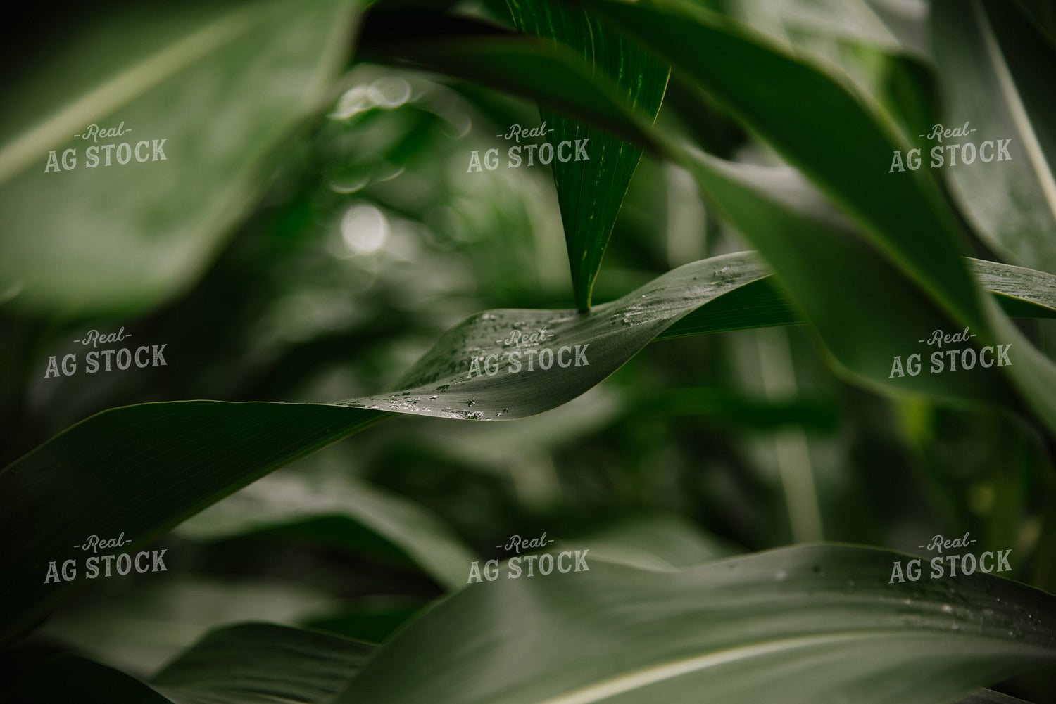 Rain on Corn Leaf 137043
