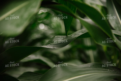 Rain on Corn Leaf 137043