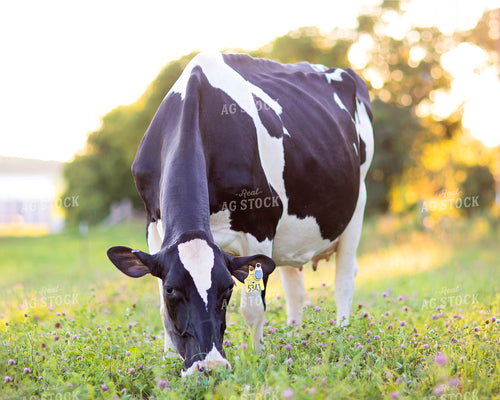 Dairy Cow in Pasture 55111