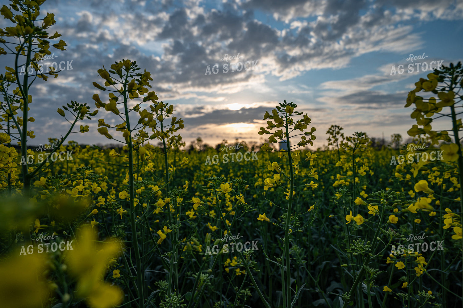 Canola 149074