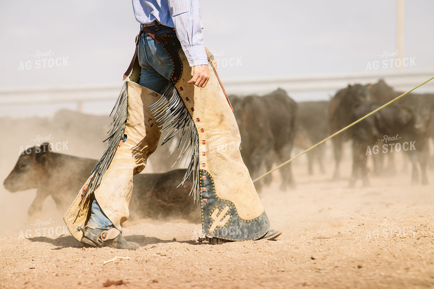 Rancher Working Calves 258003