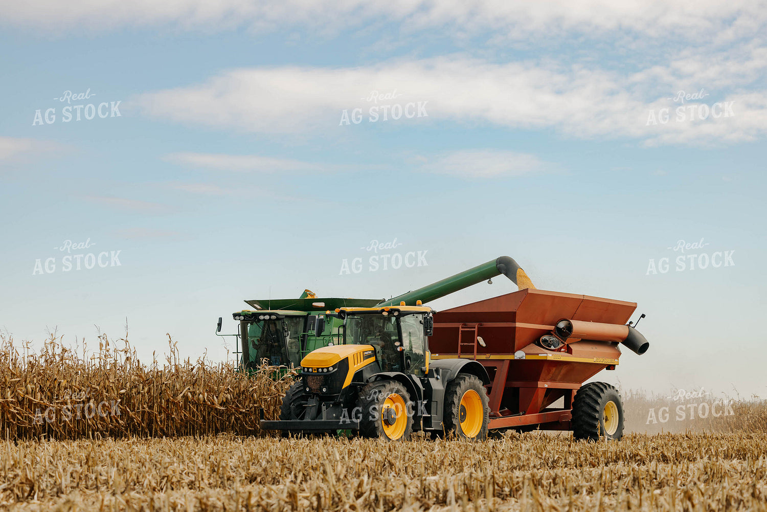 Corn Harvest 152897