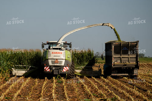 Silage Harvest 185183