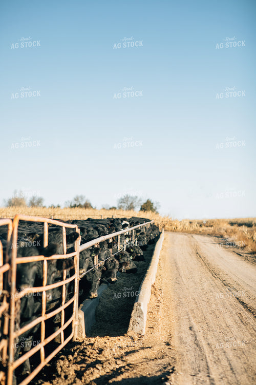Cattle Eating out of Feed Bunk 53057