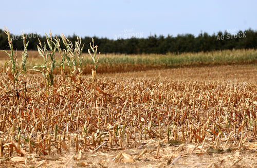 Harvested Silage Field 141783