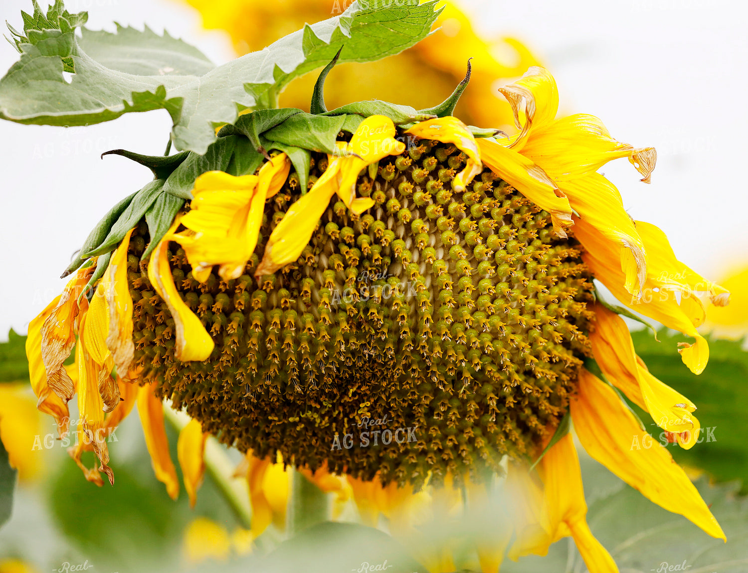 Sunflowers 141706