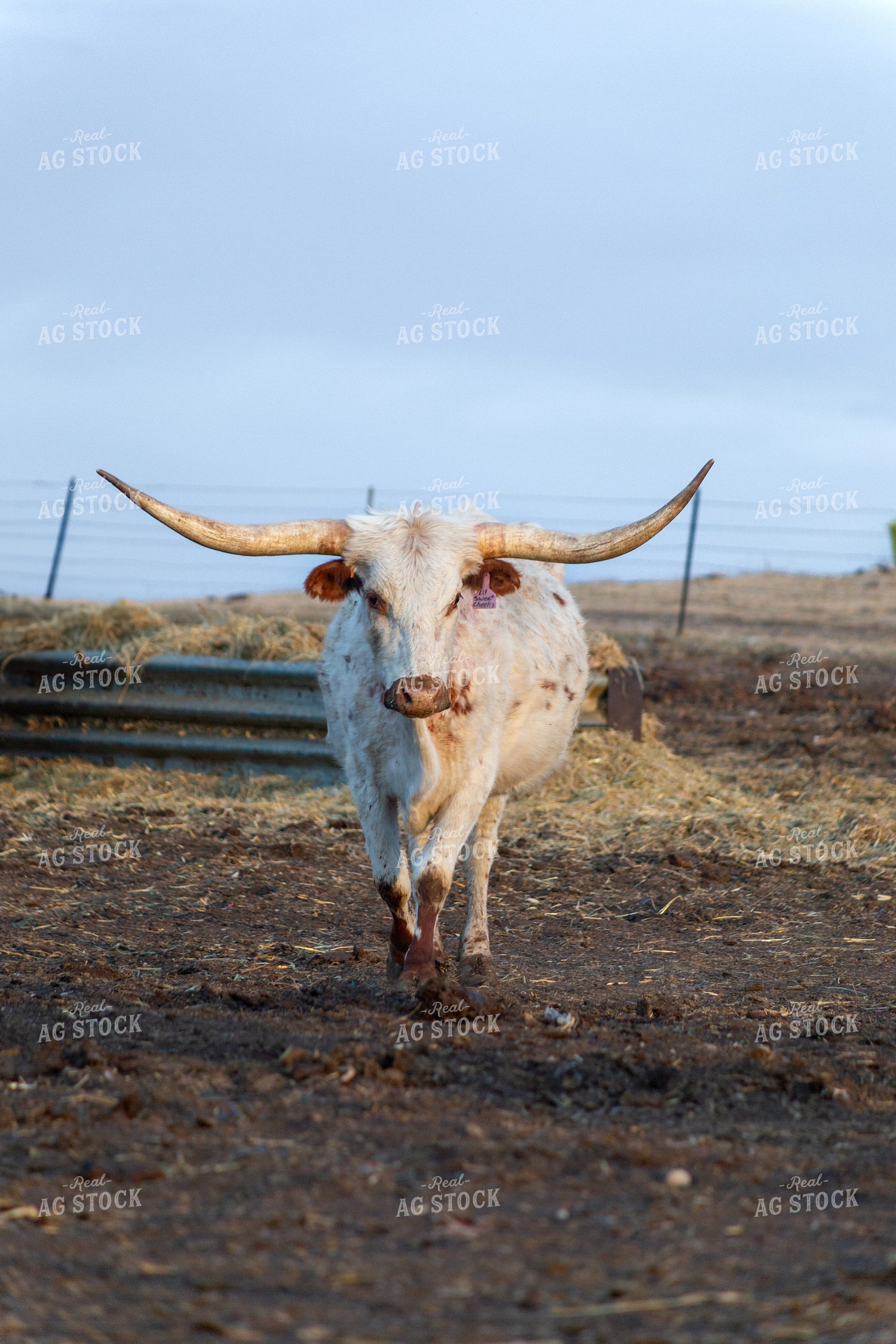 Longhorn Cattle 155386