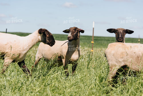 Sheep in Pasture 68072