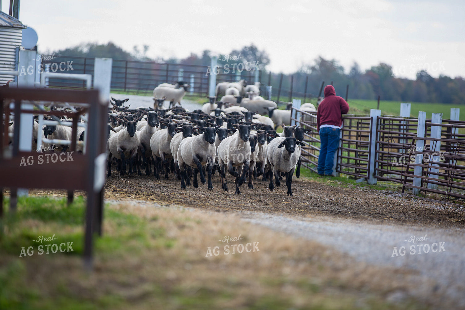 Sheep in Farmyard 90066