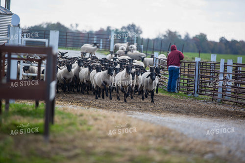 Sheep in Farmyard 90066