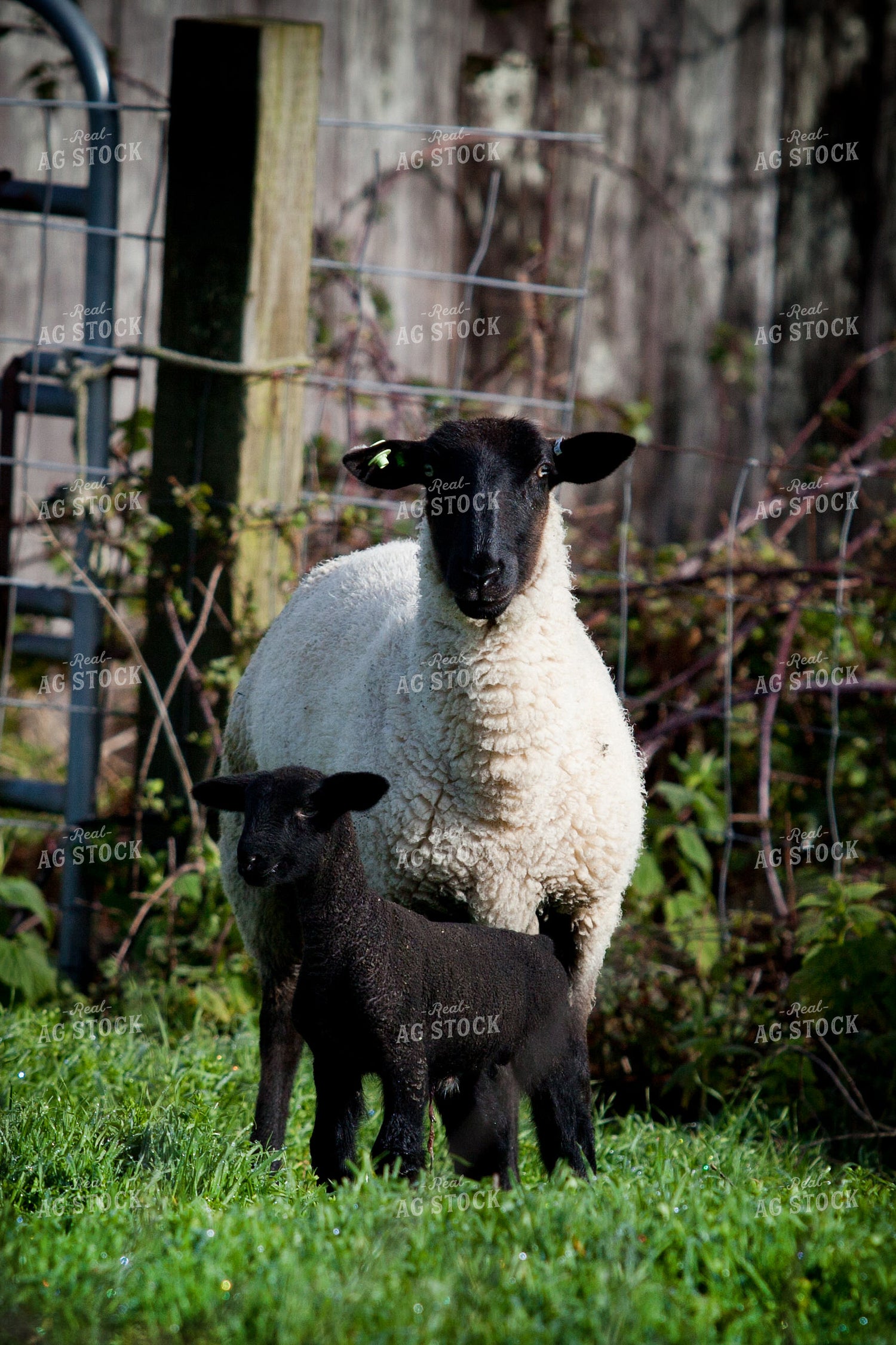 Ewe and Lamb 181006