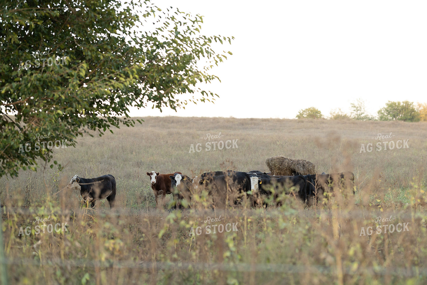 Cattle on Pasture 215071