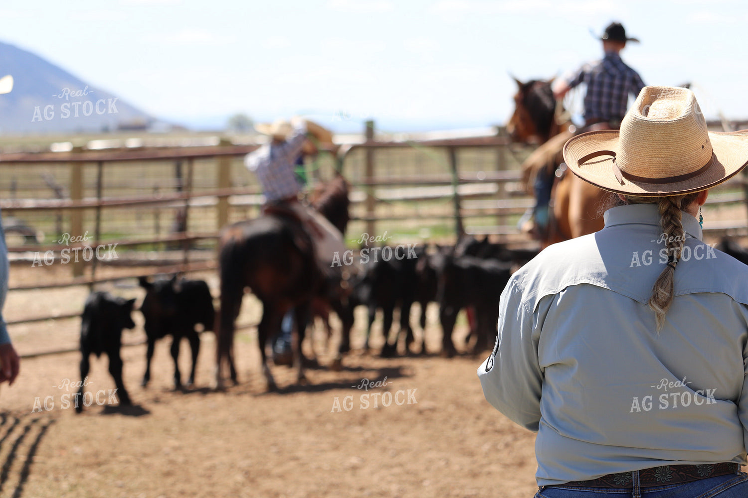 Working Cattle 102134