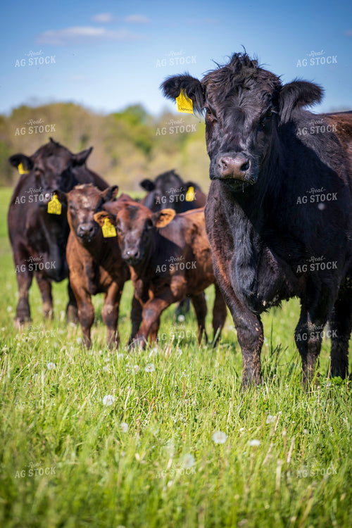 Cow Calf Pairs on Pasture 160389
