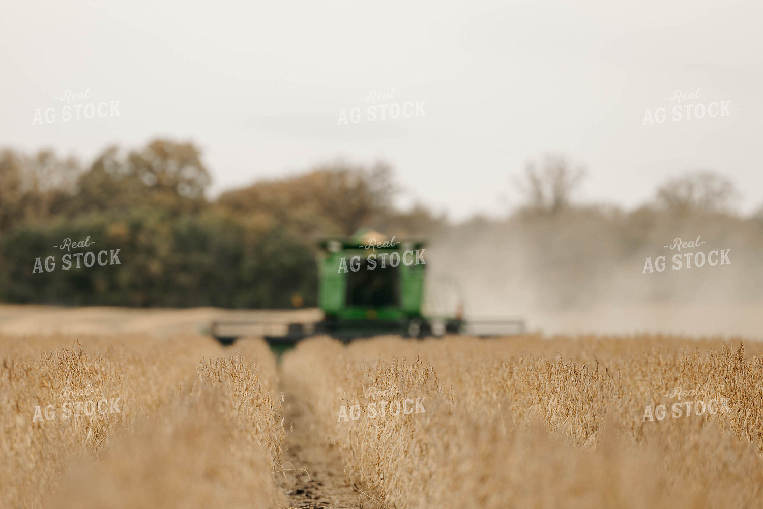 Harvesting Soybeans 152885