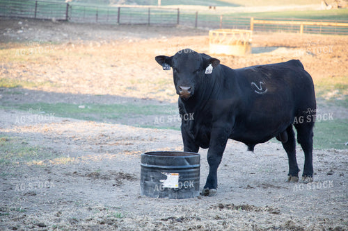 Angus Bull 117344