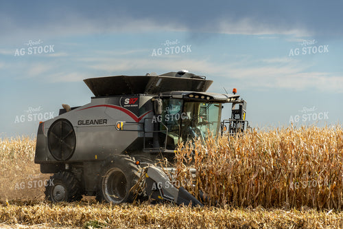 Corn Harvest 65097