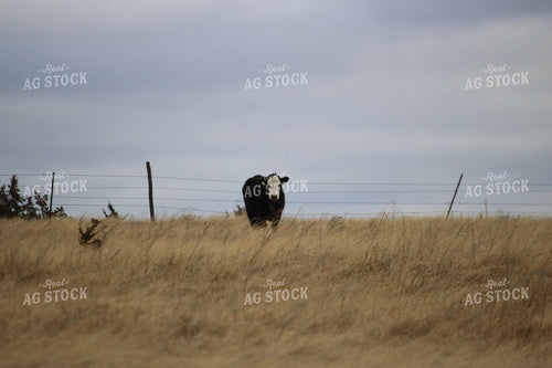 Black Baldy Cow on Pasture 82468