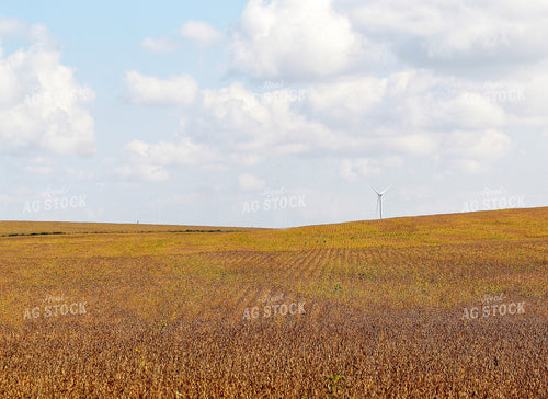 Late Season Soybeans 141443