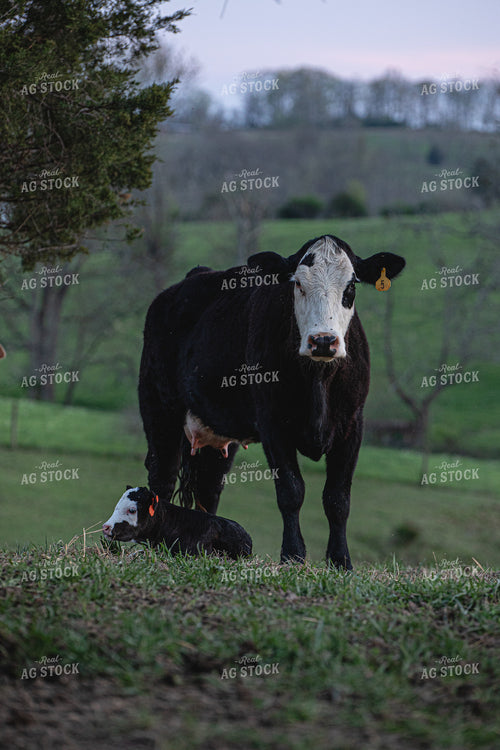Cow Calf Pair 189040