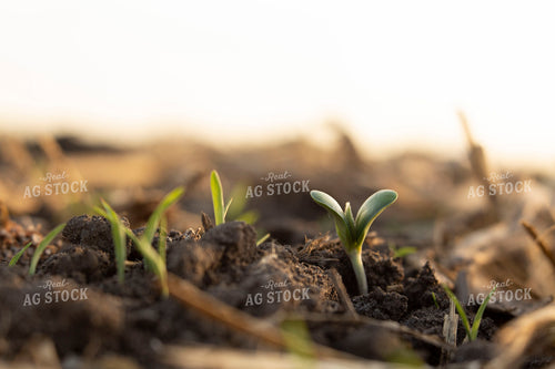 Soybeans - Early Growth 1430