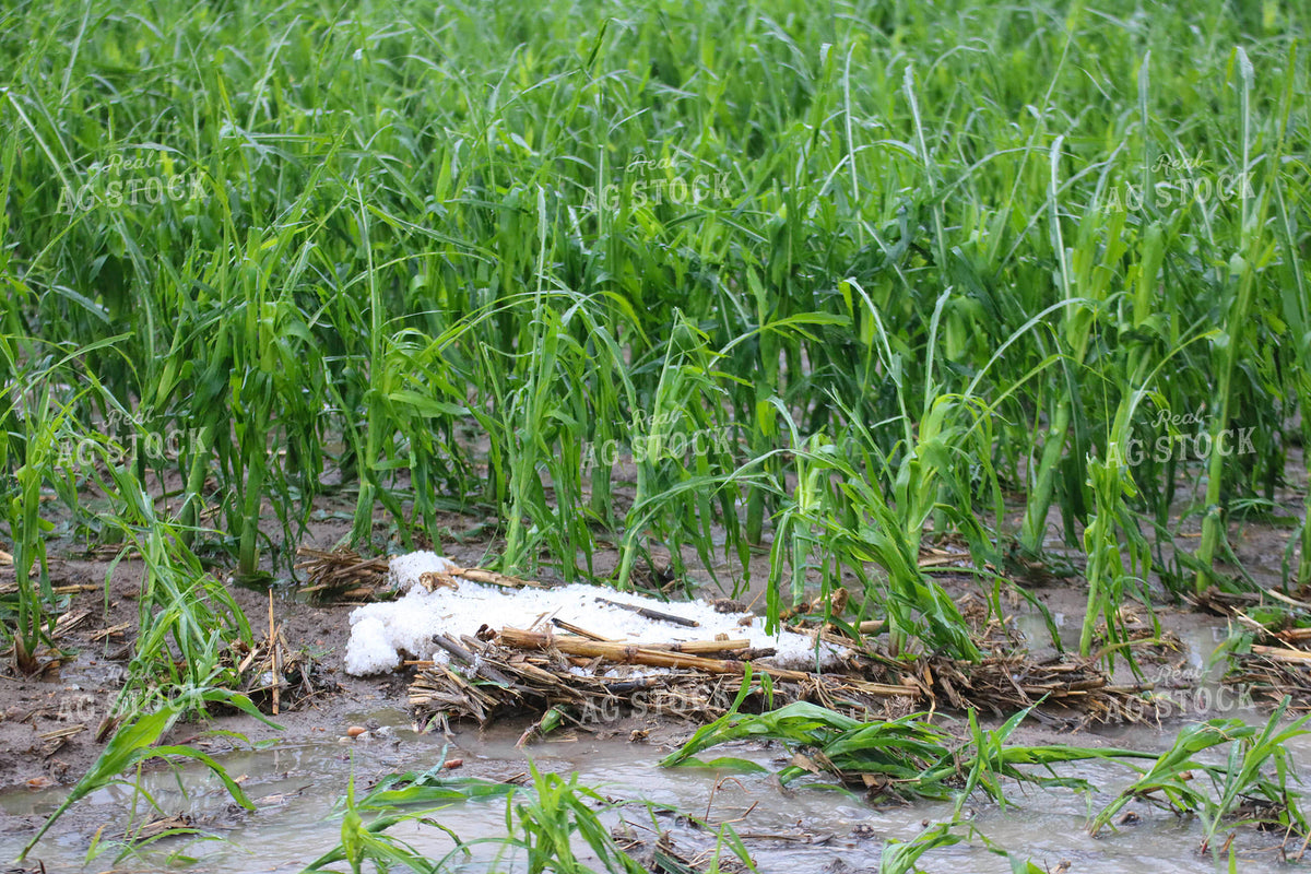 Hail and Wind Damaged Corn 82507