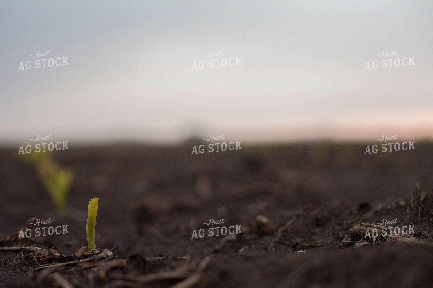 Corn - Early Growth 1181