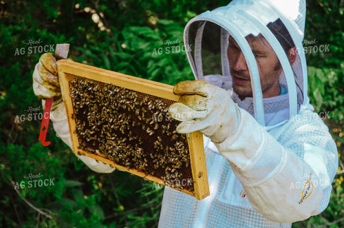 Beekeeper Handling honey bees 125039