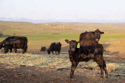 Black Cattle Grazing in a Green Rural Landscape on a Sunny Day 65324