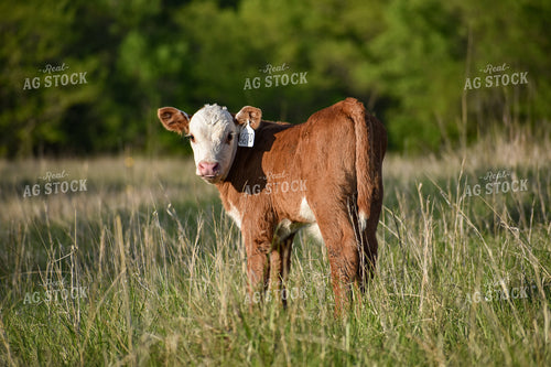 Hereford Calf 176008