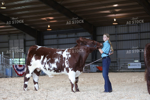 Showing Cattle 52461
