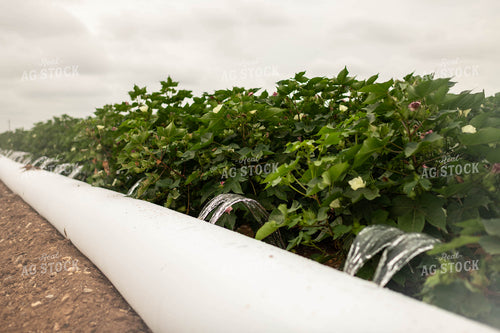 Irrigating Cotton Field 59106
