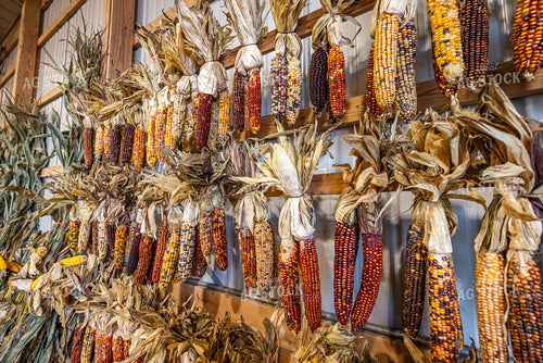 Maize 270410