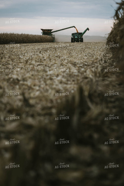 Corn Harvest 8601