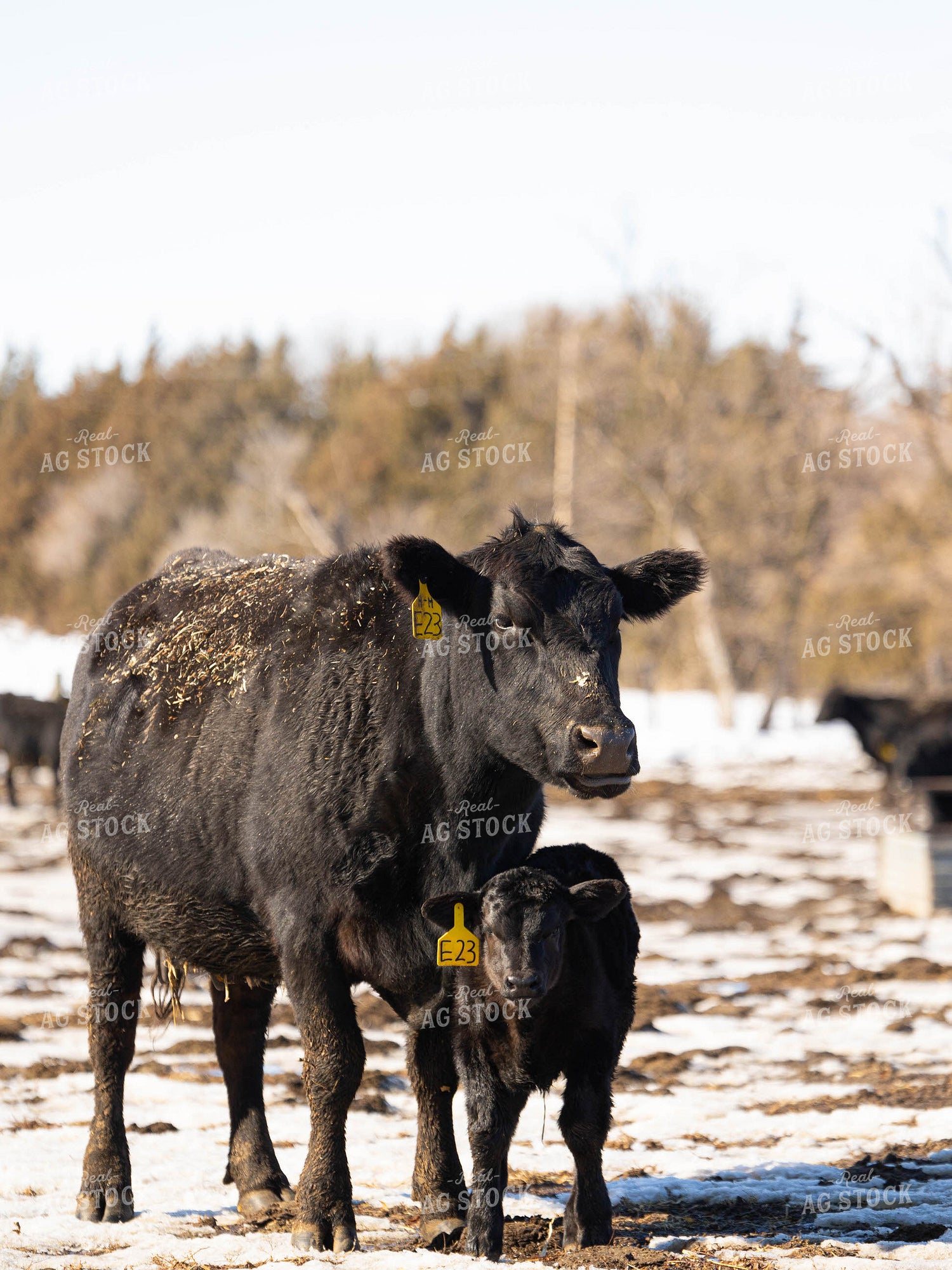 Cow and Calf in Pasture 70180