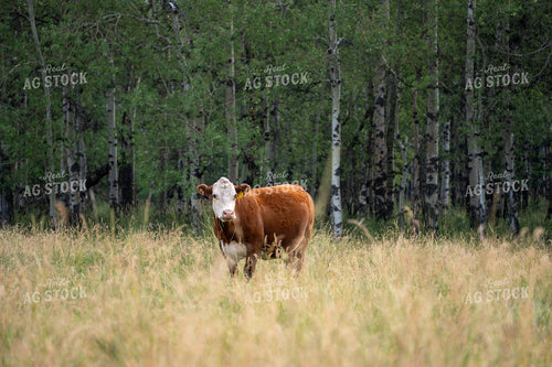 Hereford Cow on Pasture 65945