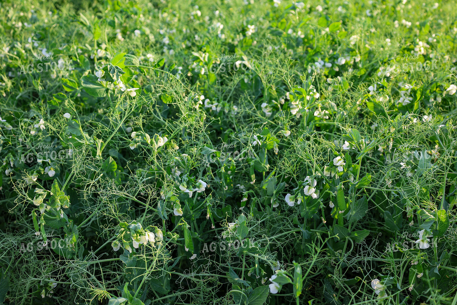 Lentils 187052
