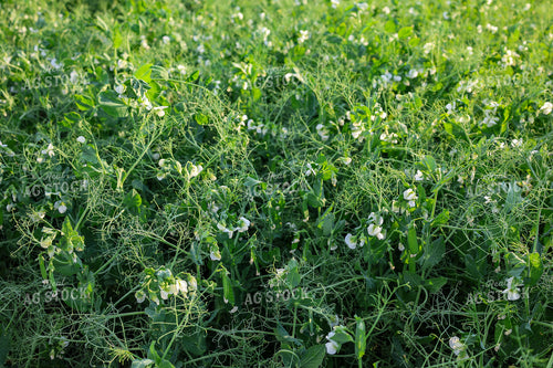 Lentils 187052